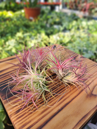 TILLANDSIA LONANTHA RUBRA P7