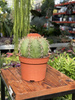 MELOCACTUS MATANZANUS P10
