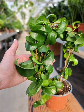 FICUS BOUCLE NA OBRĘCZY P11