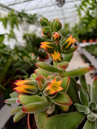 ECHEVERIA PULVINTA P10,5