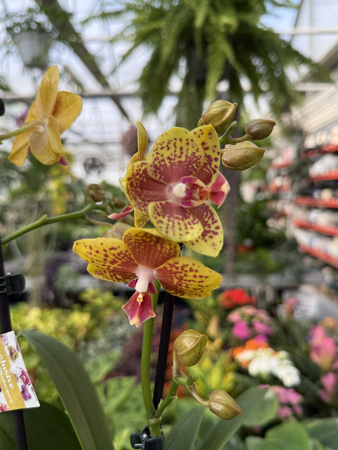 PHALENOPSIS LIMITED 10 P12