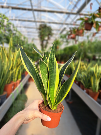 SANSEVIERIA TRIFASCIATA CANARY P9