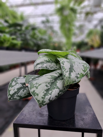 EPIPREMNUM PICTUS TREBIE P12