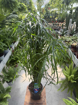 PAPIRUS - CYPERUS P14