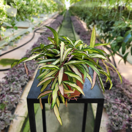 HOYA WAYETII TRICOLOR P12