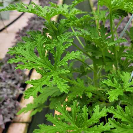 GERANIUM P13