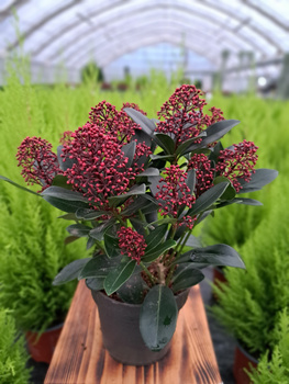 SKIMMIA RUBELLA P13