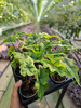 ALOCASIA JACKLYN P6