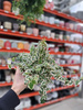 FICUS PUMILA BELLE SUNNY P12