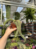CACTUS HILDEWINTERA P11