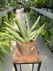 SANSEVIERIA BONCELLENSIS P14