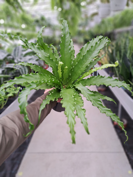 PAPROĆ ASPLENIUM OSAKA P17