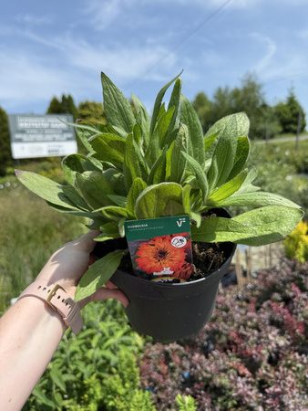 RUDBECKIA SUMMERDAISY'S DOUBLE RED C3
