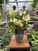 PHALENOPSIS YELLOW SENSATION P12