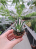 ALOE HUMILIS P5.5