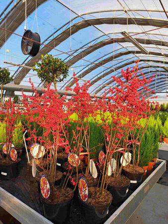 OSTROKRZEW OKÓŁKOWY