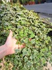 HEDERA HELIX P19 BIAŁY LIŚĆ