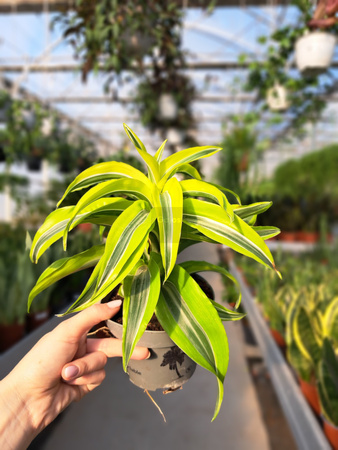 DRACENA LEMON SURPRISE P12