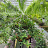 PEPEROMIA PALCZASTA KOSZ