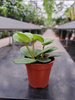 PEPEROMIA HOPE P5.5