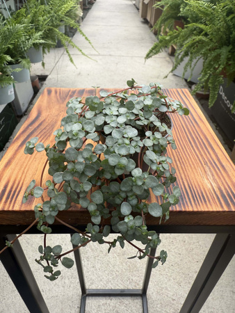 PILEA GLAUCA P6