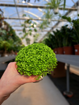 SELAGINELLA P6
