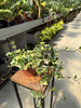 SENECIO VARIEGATUS P12