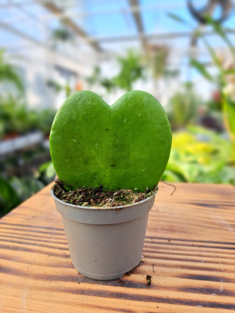 HOYA KERRI P6