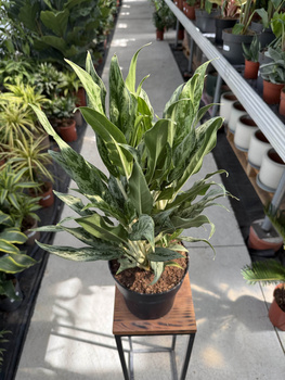 AGLAONEMA GREYHOUND P19