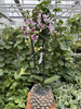 PHALENOPSIS LIMITED 49 P12