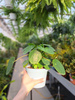 PILEA - PIENIĄŻEK P13