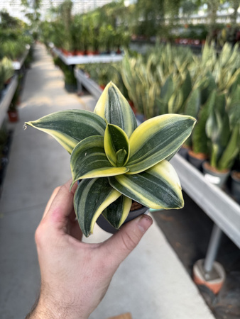SANSEVERIA HAHNII P9