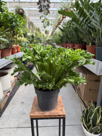 ASPLENIUM LESLIE P17