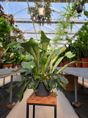 PAPROĆ ŁOSIE ROGI P17