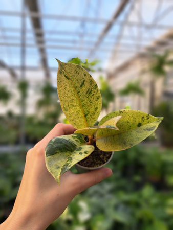 FICUS ELASTICA MOONSHINE P6