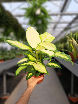 DIEFFENBACHIA BERTINA P12
