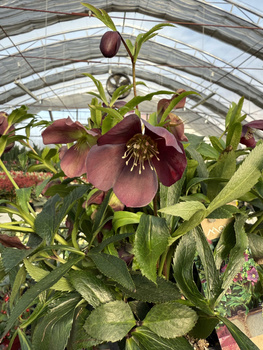 CIEMIERNIK ORIENTALIS SINGLE P15