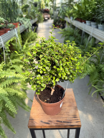 MYRSINE AFRICANA - MIRT BONSAI P12
