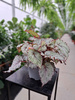 BEGONIA REX ARCTISC BRISE P11