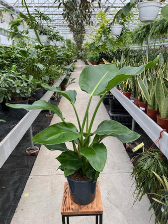 STRELITZIA NICOLAI P19