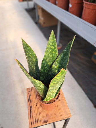 SANSEVERIA JAMAIQUINA QUEE P12