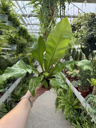 PAPROĆ ASPLENIUM NIDUS P12