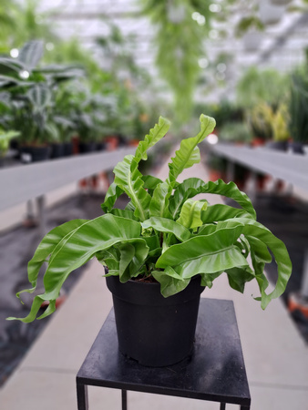 PAPROĆ ASPLENIUM HURRICANE P17