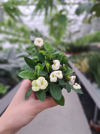 EUPHORBIA MILIANA BIAŁA P6