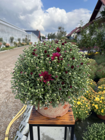 CHRYZANTEMA WCZESNA BORDOWA