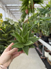 ALOE PERFOLIATA P12