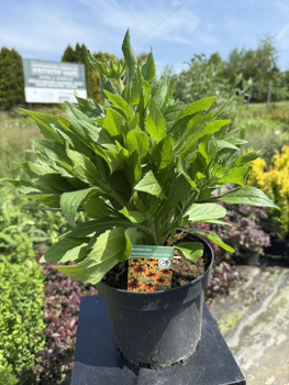 RUDBECKIA SUMMERDAISY'S BRONZE BICOLOR C3