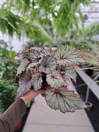BEGONIA REX ARCTISC BRISE P11