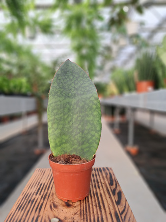 SANSEVIERIA CONGO P10