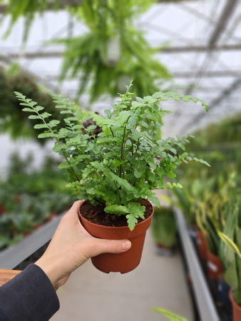 PAPROĆ ASPLENIUM PARVATI P12